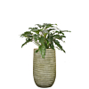 kantoorplant philodendron in groene pot