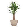 yucca steenpot beige