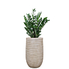 kantoorplant zamio in beige plantenbak