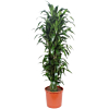 kantoorplanten Dracaena Janet Craig 