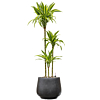 Dracaena lemon lime in luxe pot