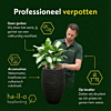kantoorplanten verpotten