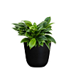 Philodendron mix (6x)