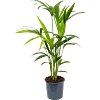 Kentia groene kantoorpalm