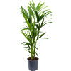 Kentia groene palm 