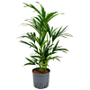 Kentia