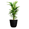 palm in zwarte bloempot