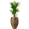 Kentia palm in pot goud kantoor 