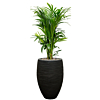 Kentia palm in zwarte pot met waterbuffer