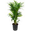 kentia palm op kantoor