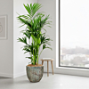 Groene kantoorpalm in ronde plantenbak