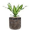 kleine kantoorplant met pot