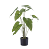 Alocasia Zebrina