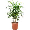 Luchtzuiverende Rhapis excelsa voor kantoor