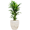 luxe kantoorpalmen in pot palm