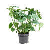Luxe Monstera kantoorplant
