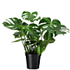 groene kantoorplant philodendron