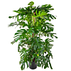 Monstera Deliciosa op mosstok