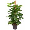 Monstera Deliciosa planten op kantoor