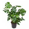 monstera gatenplant voor kantoor
