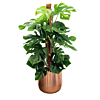 gatenplant in koperkleur pot