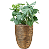 Monstera in capi pot goud