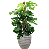kantoorplant met hoge pot