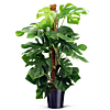 monstera op mosstok