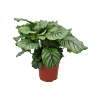 Mooie Calathea orbifolia 