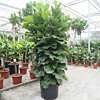 mooie grote ficus Lyrata plant