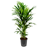 mooie kantoor palm