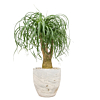beplanting voor kantoor