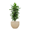 dracaena kantoorplant beige pot