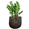 mooie pot met zamioculcas
