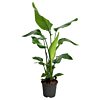 Strelitzia nicolai kantoorplant