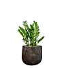 mooie pot met zamioculcas