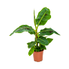 Musa Dwarf Cavendish bananenplant