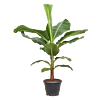 Musa Dwarf Cavendish grote bananenplant