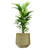kentia in groene bloempot