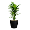 palmen voor kantoor in pot