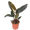 Philodendron Congo Red planten met rood