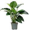 Philodendron Green Beauty kantoorplant