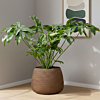 Philodendron Green Wonder kantoor kamerplant