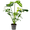 Philodendron 'Green Wonder'