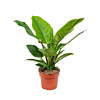 philodendron groot blad
