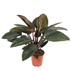 philodendron grote bladeren