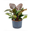 Philodendron 'Imperial Red'