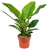 Philodendron groot blad 