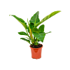 Philodendron Imperial Green groene kamerplant 