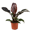 Philodendron Imperial Red mooie plant